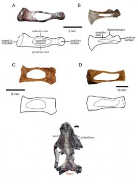 트라이아스기 견치류 중에서 곰포돈트류 등자뼈의 형태 변이를 보여주는 그림. A 디아데모돈, B 트리라코돈, C 와 D 마세토그나투스. 아래는 등자뼈가 어디 있는지 보여주는 견치류 두개골을 아래쪽에서 본 모습. Credit: Wits University