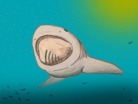 드폴대학의 고생물학자 켄슈 시마다의 복원도. 프세우도메가카스마 상어가 큰 입에 수많은 작은 이빨을 가지고 있다는 가설에 바탕한 그림이다. Credit: Image courtesy of Kenshu Shimada