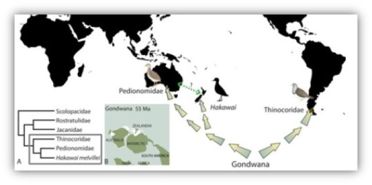 과학자들은 뉴질랜드 물떼새류의 하나인 하카와이 멜빌레이 (Hakawai melvillei), 오스트레일리아 떠돌이메추라기 (떠돌이메추라기과), 그리고 남아메리카 씨도요 (씨도요과) 가 모두 곤드와나 동부에서 기원했다고 생각한다. Credit: Image courtesy of Taylor & Francis