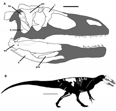 신종 공룡인 무루스랍토르 바로사엔시스의 두개골과 몸통 복원도. Credit: Coria et al (2016); CCAL